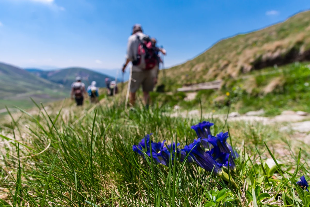 selective photo of purple wild flowers with blurred background with hiker trekking along a gravel trail