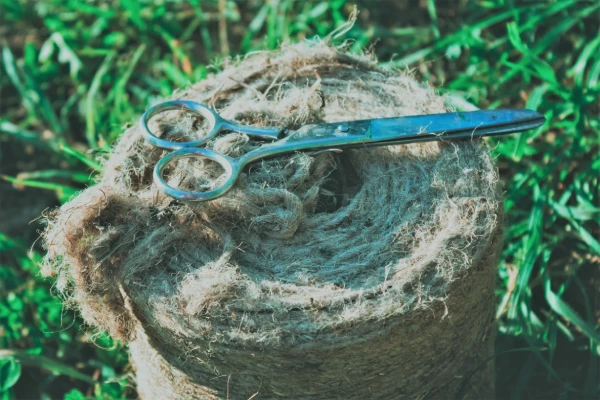 isolated image roll of jute threads with scissor on top lay in green grass