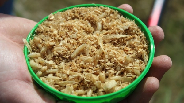 Overhead photo of white fishing worms inside green container held in hand