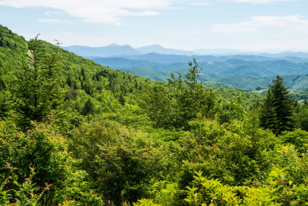 Forest and trails in foreground of Grayson Highlands State Park in Virginia with mountain range background