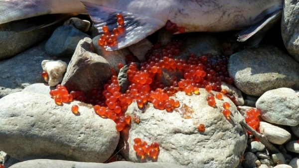 Closeup photo of red salmon eggs spilling out of a fish on white rocks