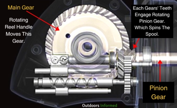 Diagram explaining main gear and pinion gear inside a spinning fishing reel