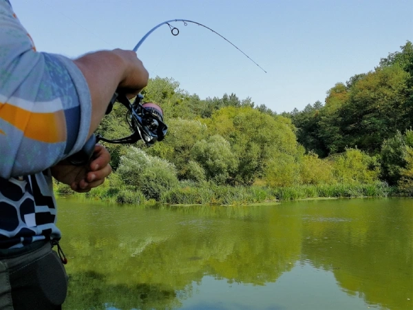 image of a man reeling a fishing reel with bent rod on a green lake