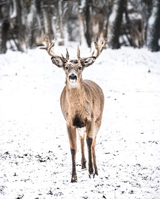 head-on photo of a male deer staring during snowy day in forest