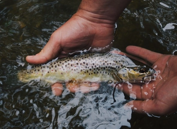 unclose photo of a speckled fish in hand just under clear water